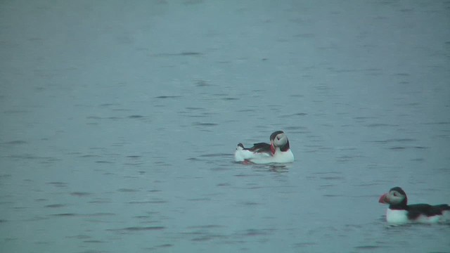Atlantic Puffin - ML629809023