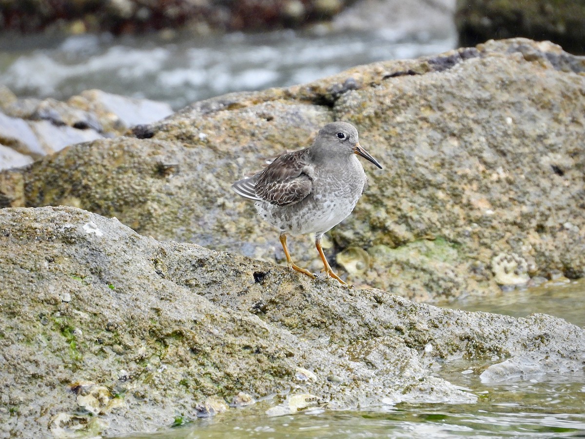 Purple Sandpiper - ML629809062