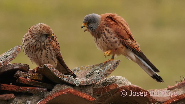 Lesser Kestrel - ML629809151