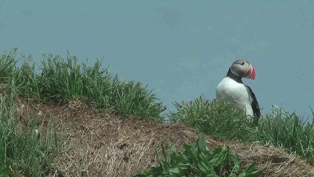 Atlantic Puffin - ML629809167