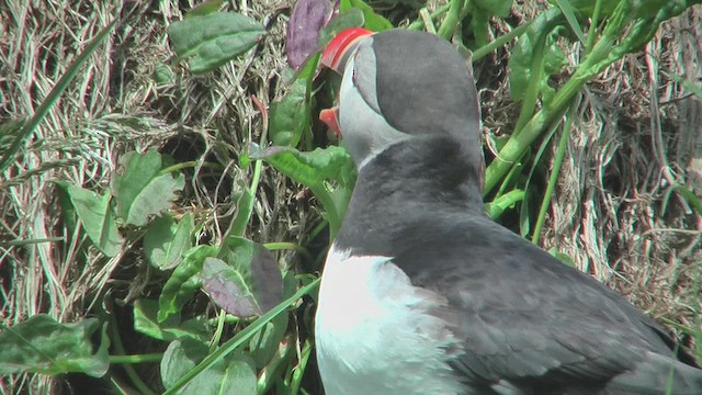 Atlantic Puffin - ML629809187