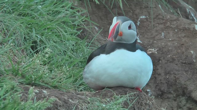 Atlantic Puffin - ML629809188