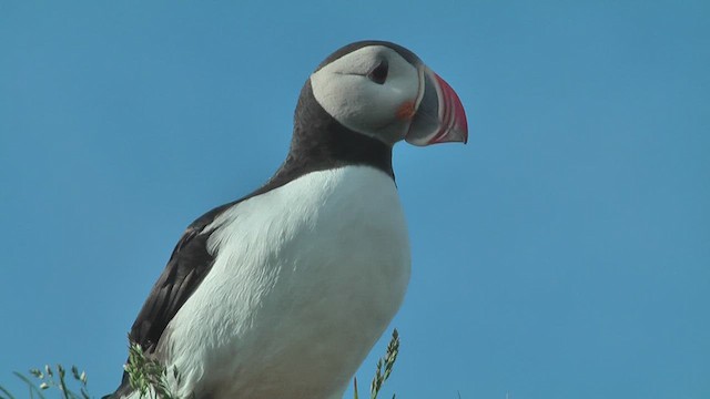 Atlantic Puffin - ML629809189