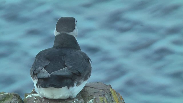 Atlantic Puffin - ML629809190