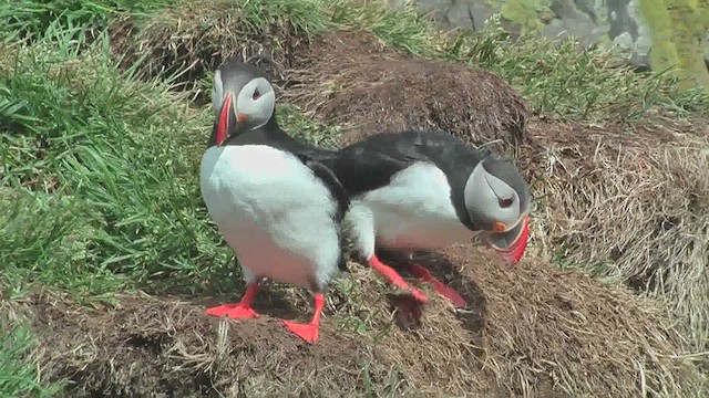 Atlantic Puffin - ML629809192