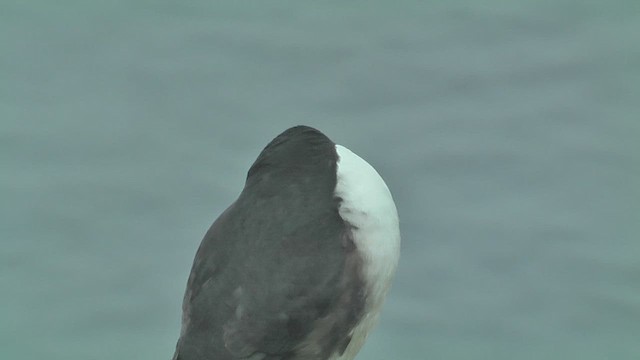 Atlantic Puffin - ML629809266