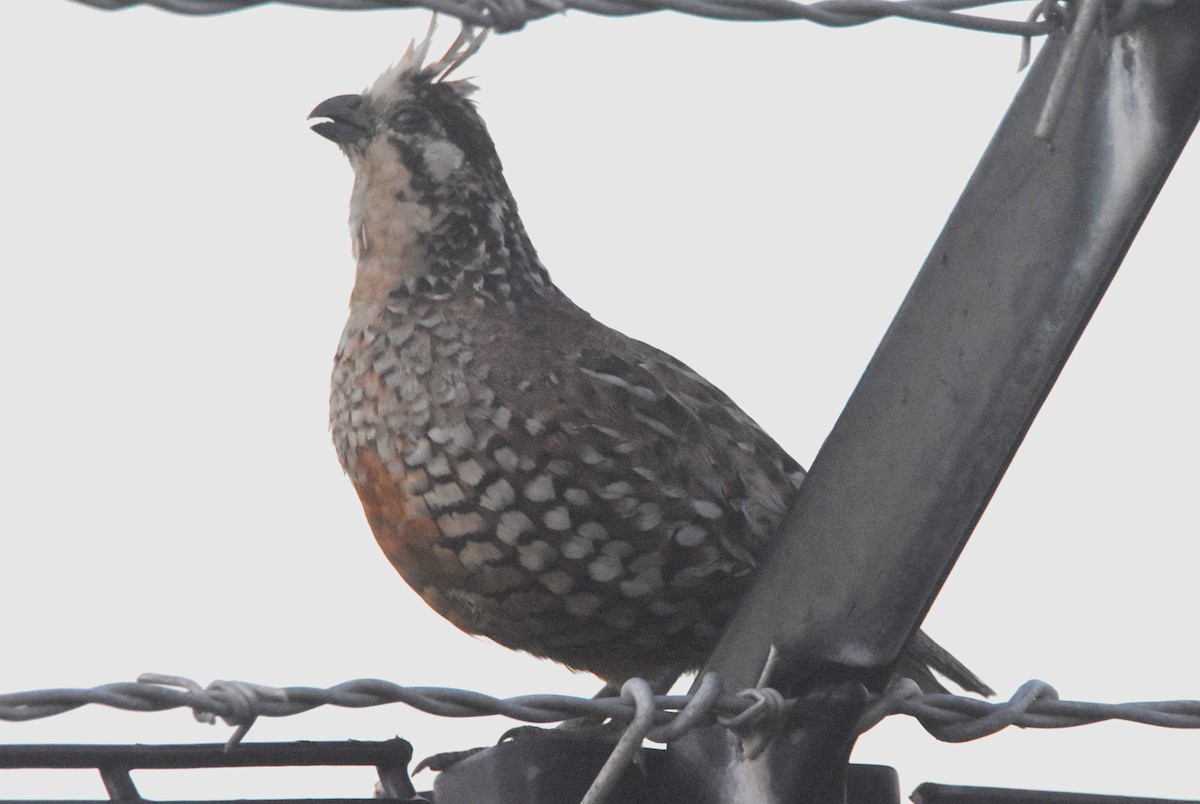 Crested Bobwhite - ML629809277