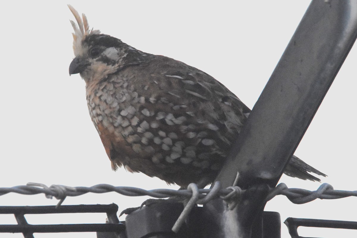 Crested Bobwhite - ML629809278