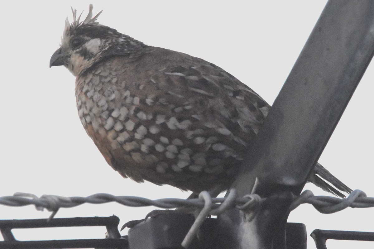 Crested Bobwhite - ML629809279