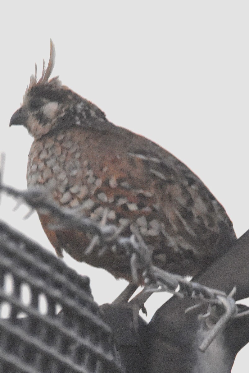 Crested Bobwhite - ML629809283