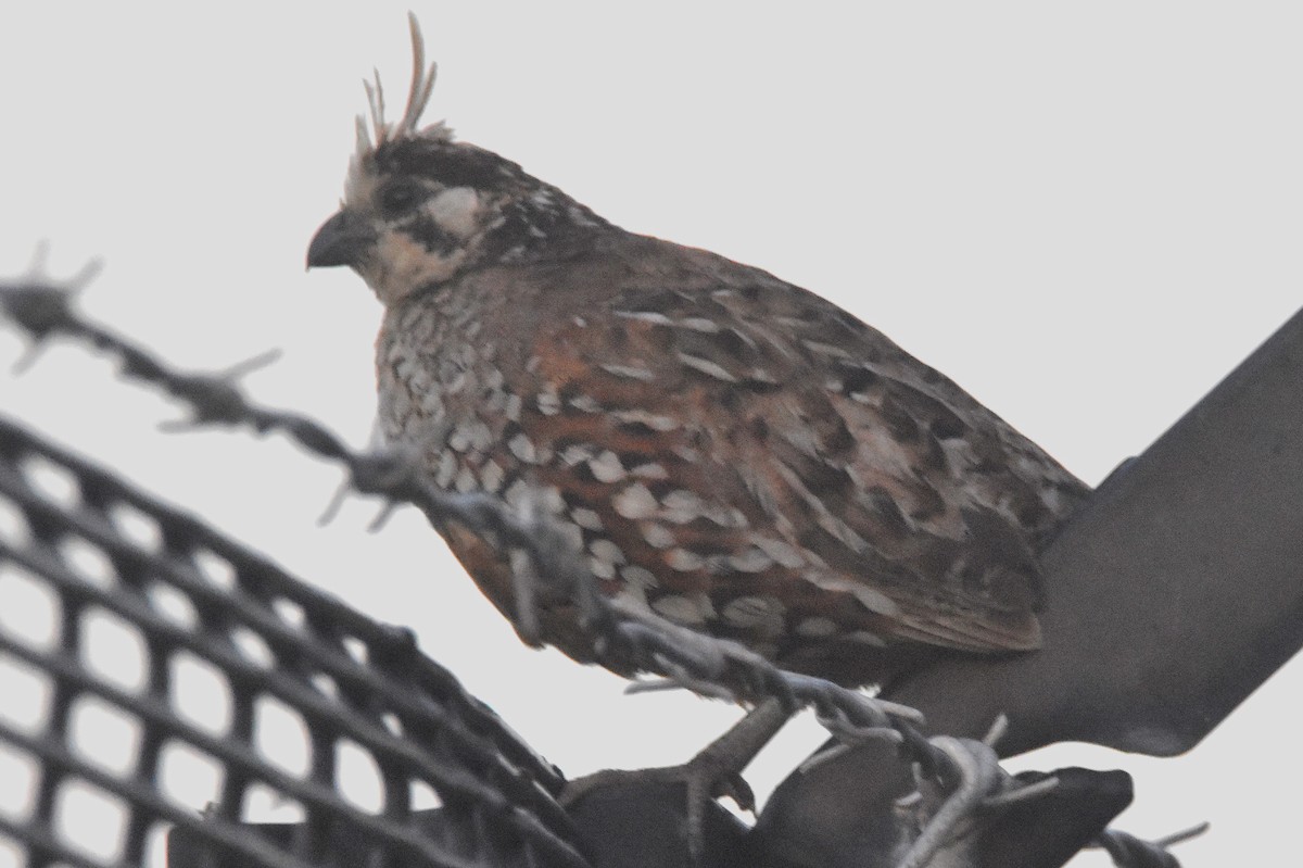 Crested Bobwhite - ML629809284