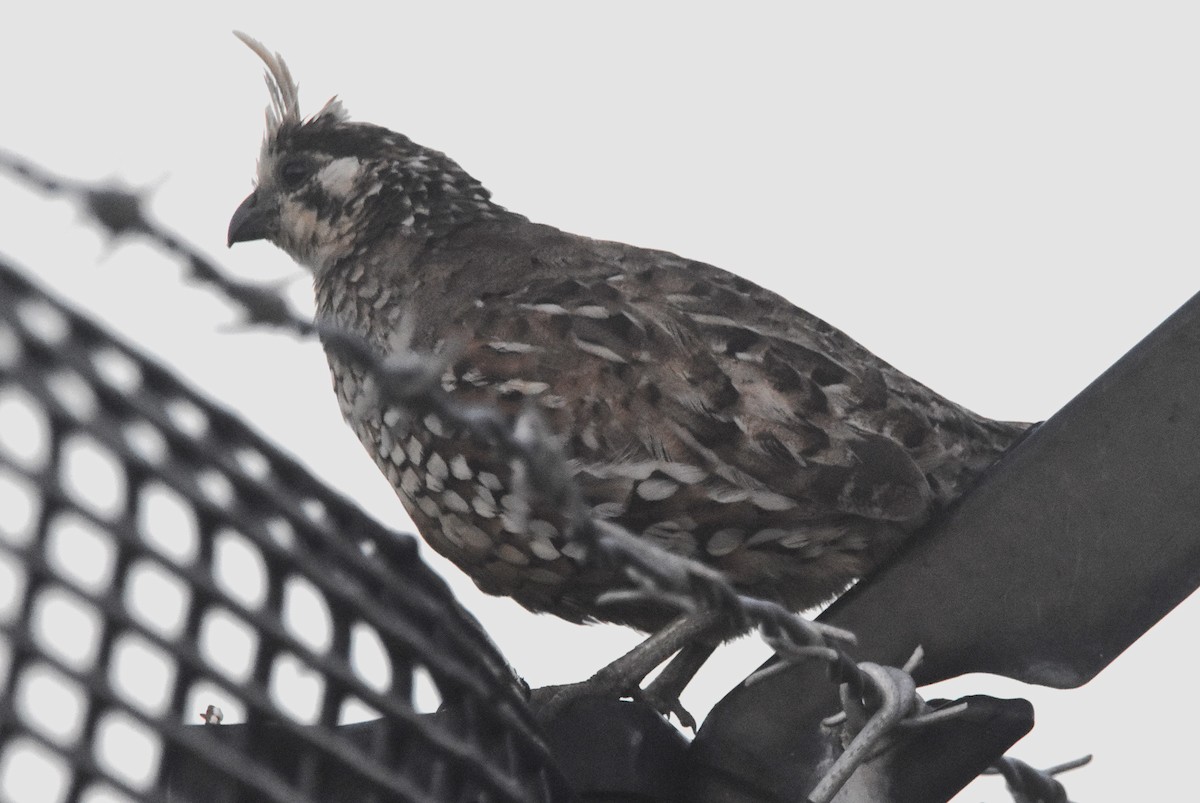 Crested Bobwhite - ML629809285