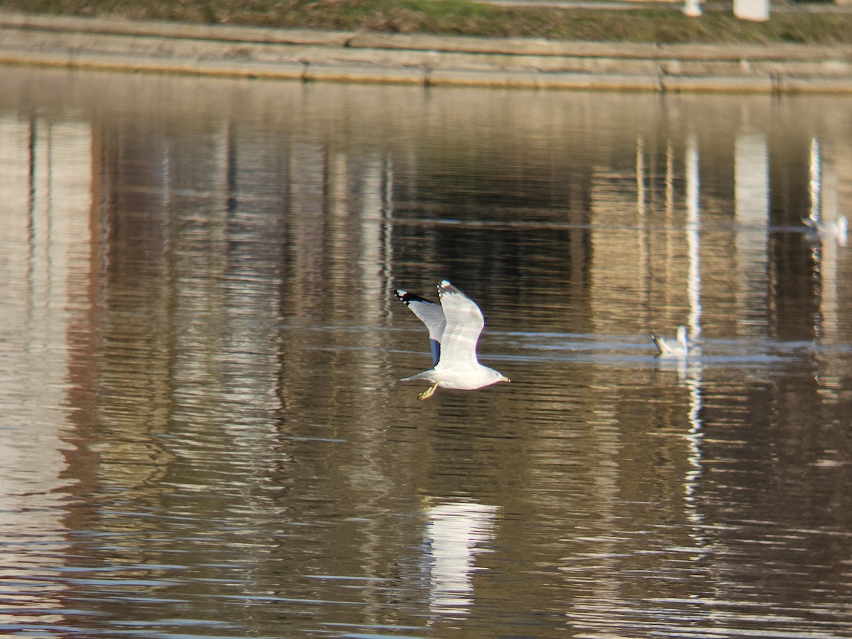 Ring-billed Gull - ML629809300