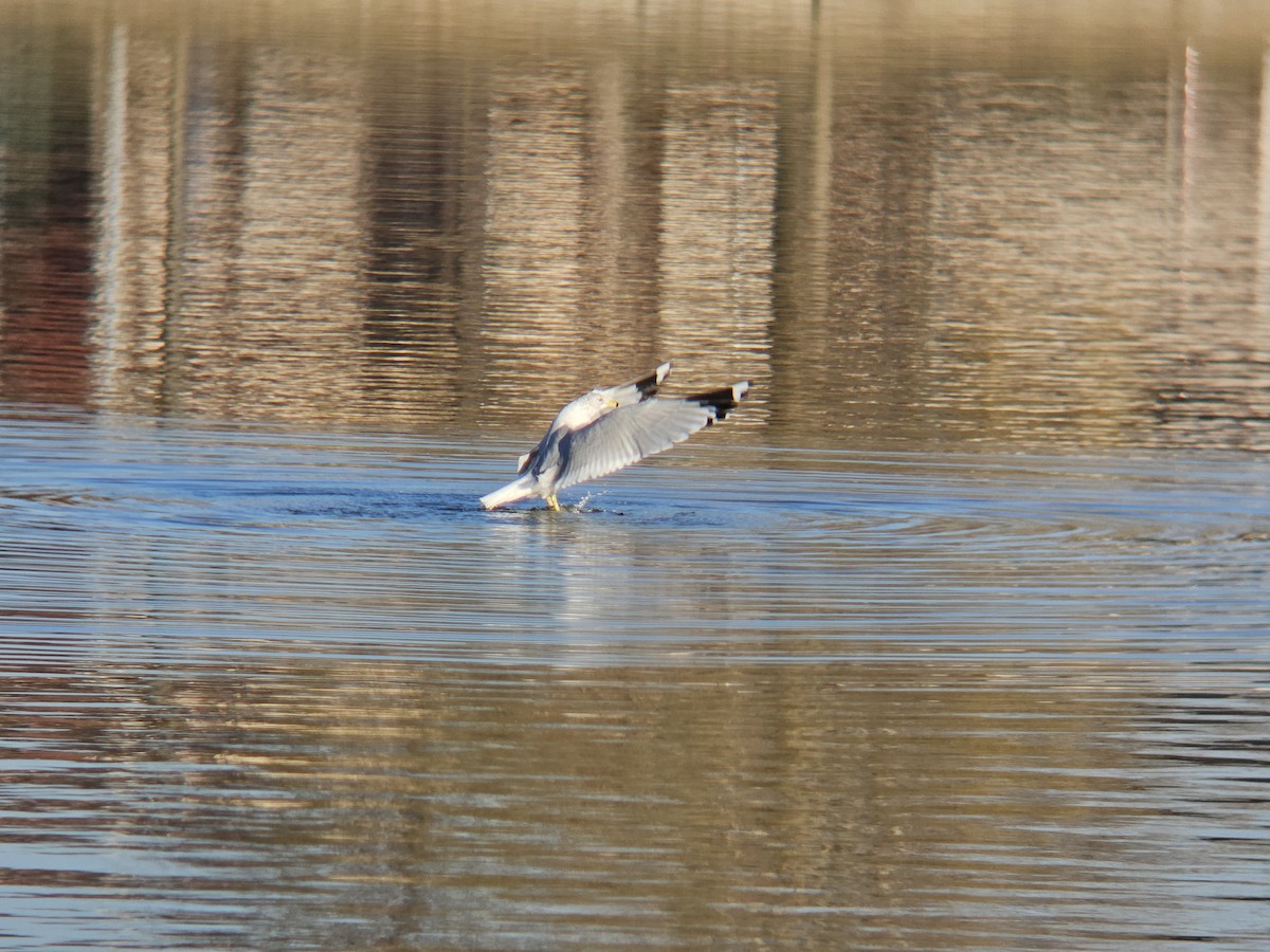 Ring-billed Gull - ML629809301