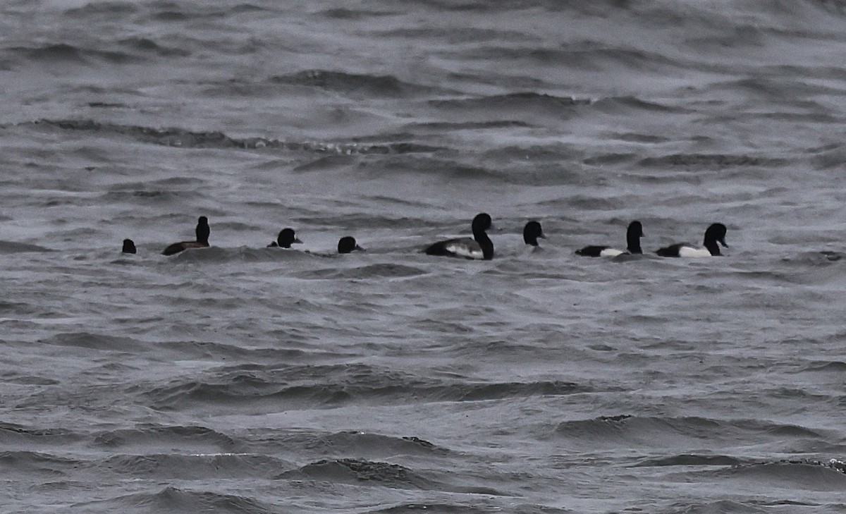 Greater Scaup - ML629809523