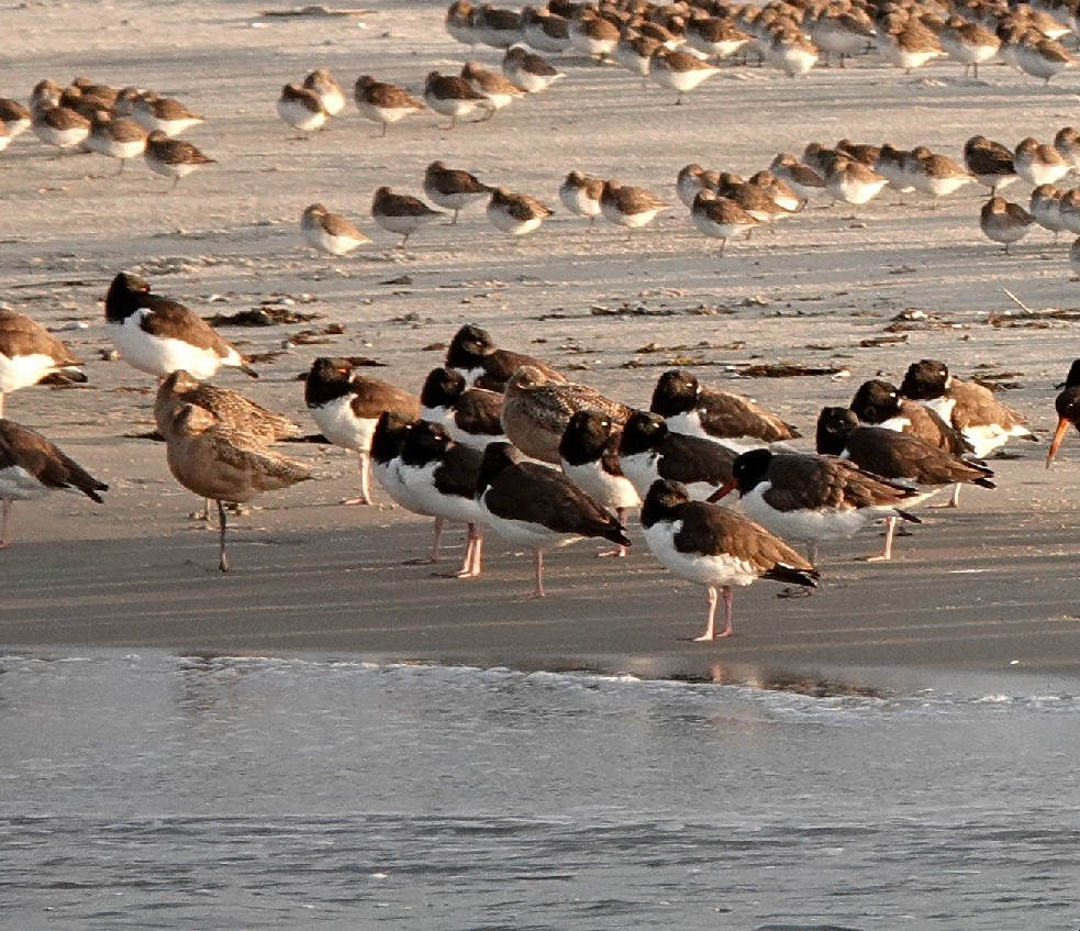 Marbled Godwit - ML629809698