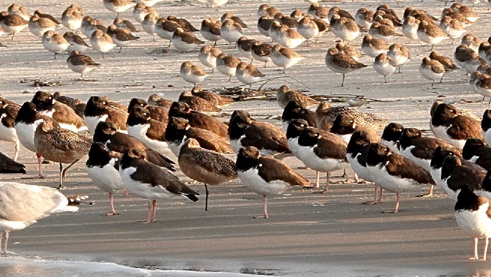 Marbled Godwit - ML629809699