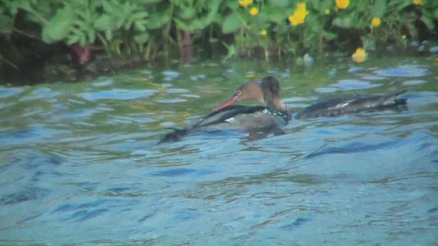 siland - ML629809904