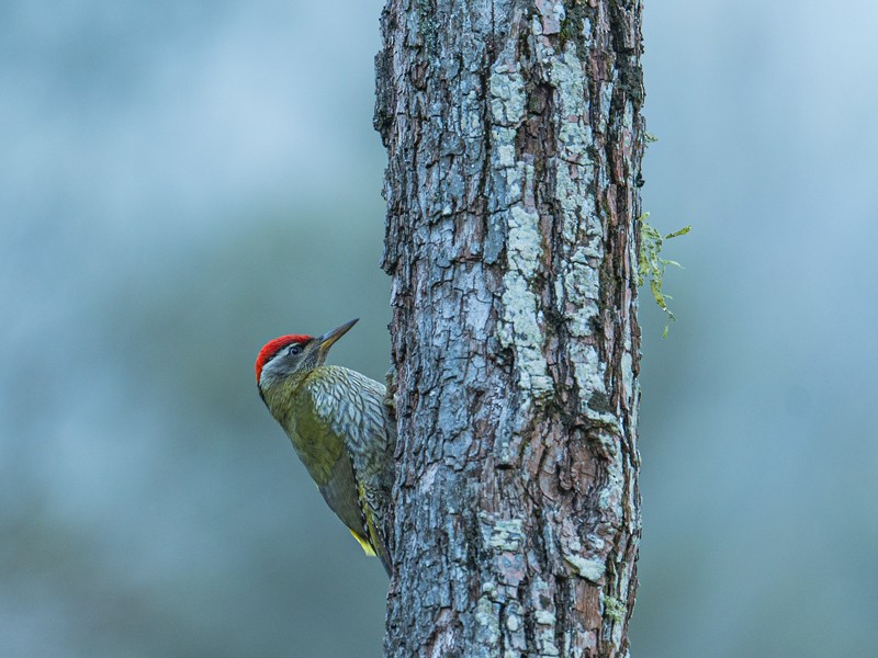 Streak-throated Woodpecker - ML629810210