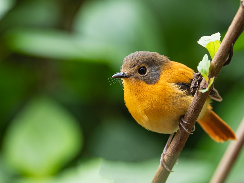 Black-and-orange Flycatcher - ML629810215