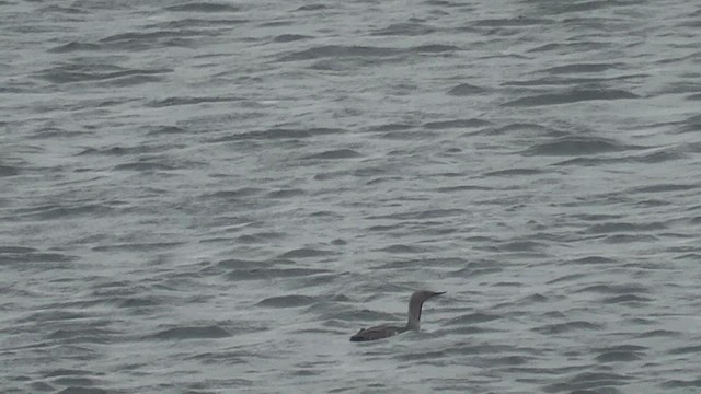 Plongeon catmarin - ML629810218