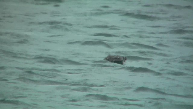 Plongeon catmarin - ML629810219