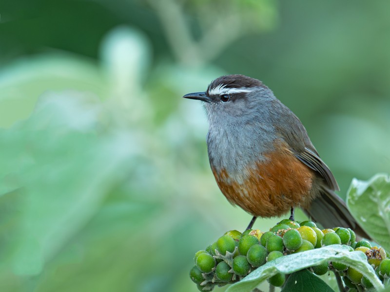 Palani Laughingthrush - ML629810294