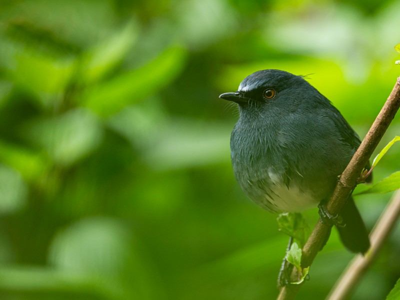 White-bellied Sholakili - ML629810307