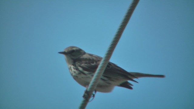 פפיון שדות - ML629810705