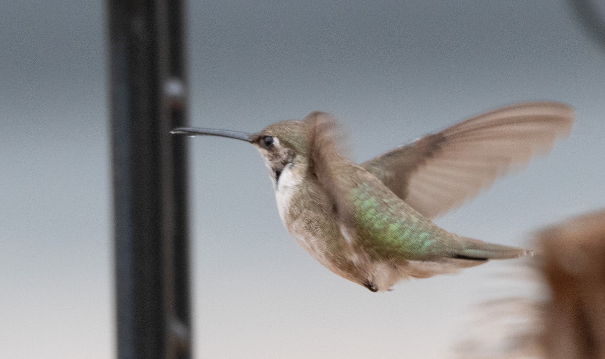 Black-chinned Hummingbird - ML629810709