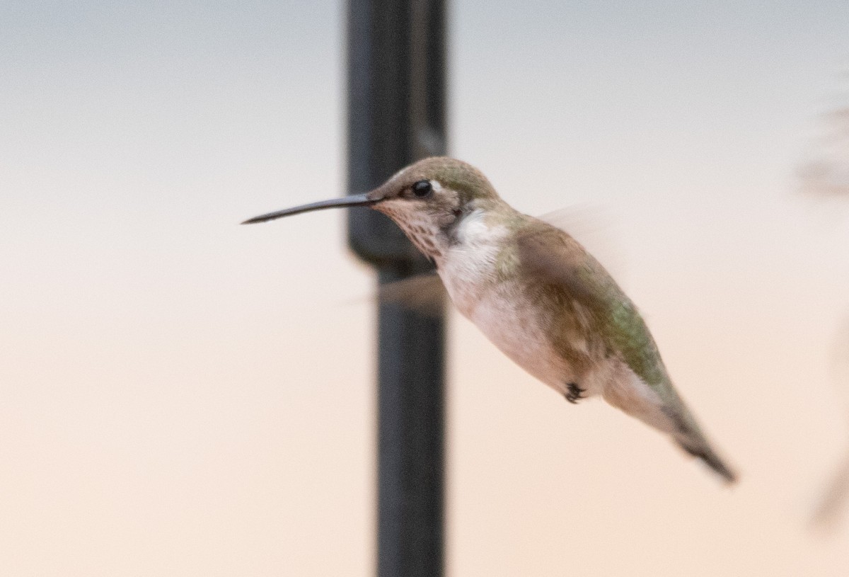 Black-chinned Hummingbird - ML629810719