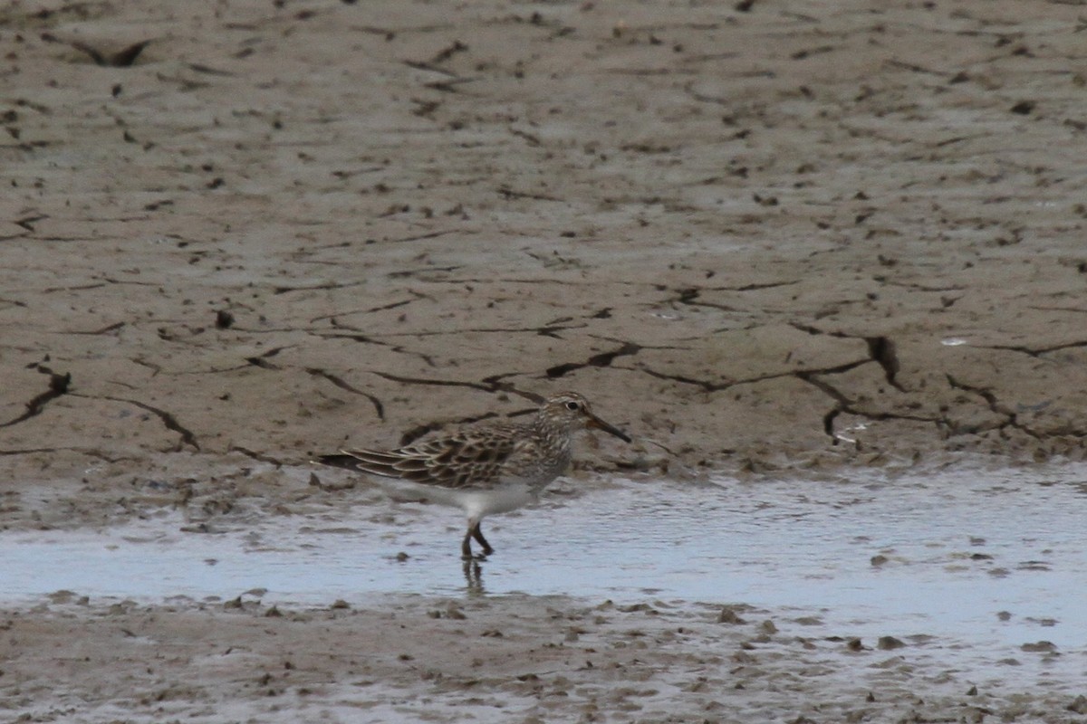 Pectoral Sandpiper - Dick Baxter