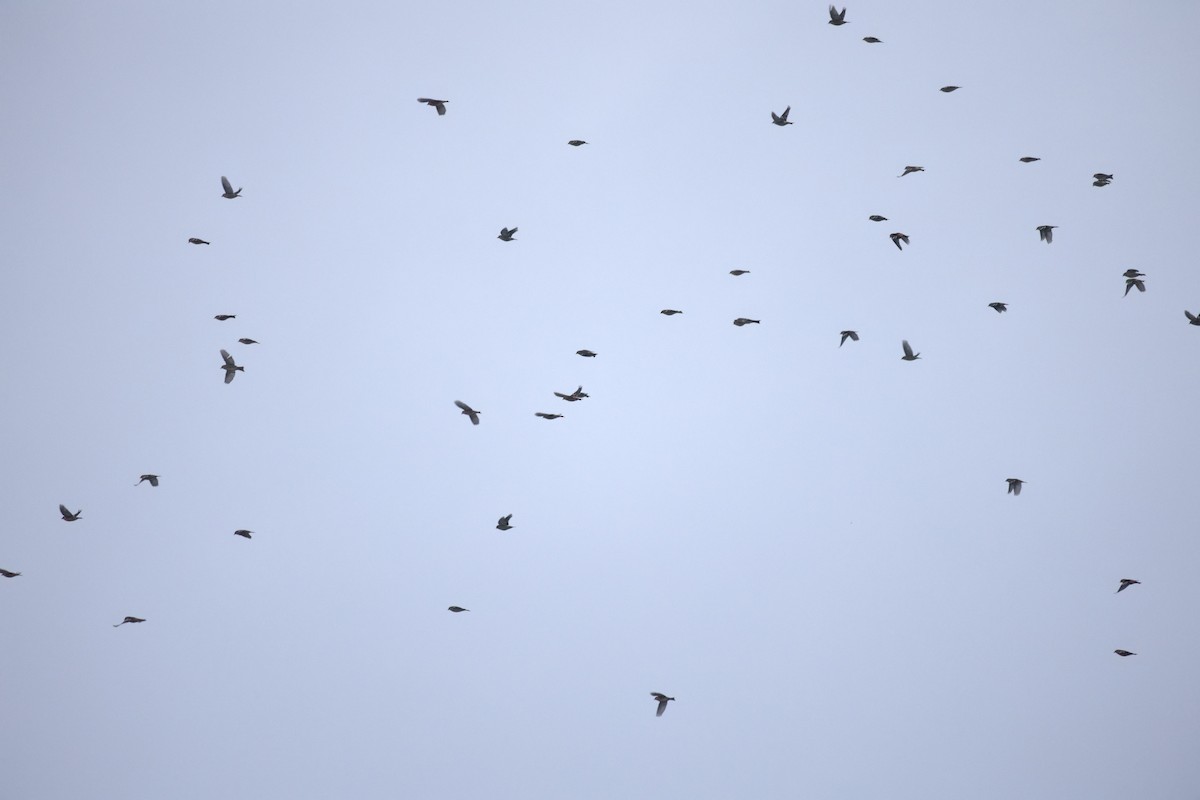 White-winged Crossbill - ML629811234