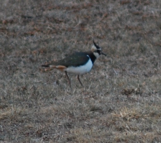 Умардын хавтгаалж - ML629811353