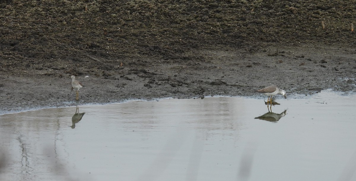 Greater Yellowlegs - ML629811404