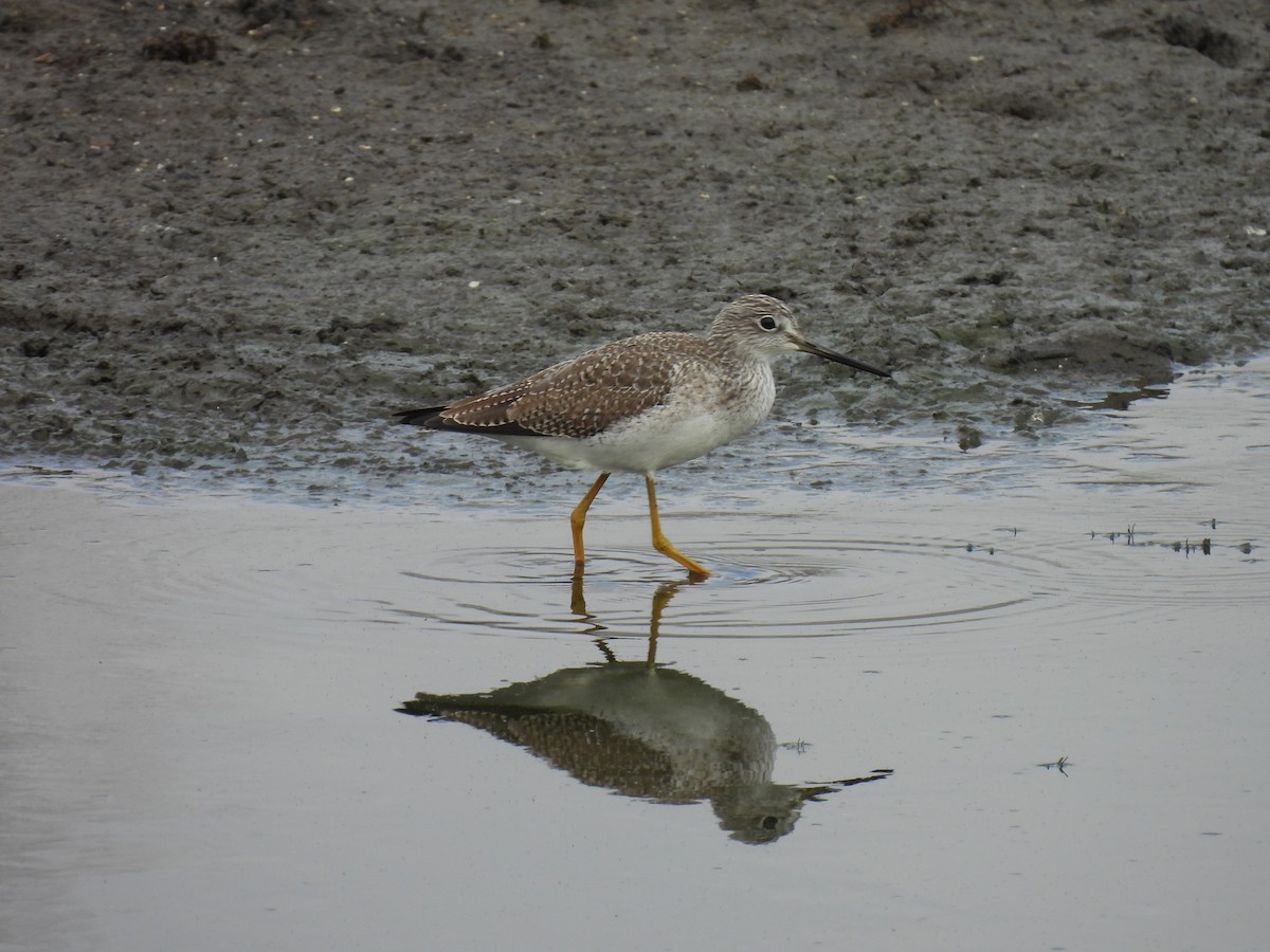 Greater Yellowlegs - ML629811509