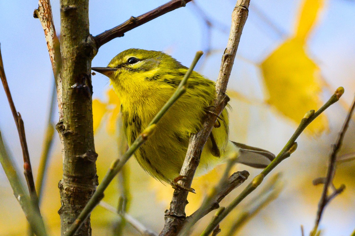 Prairie Warbler - ML629811765