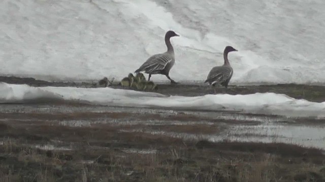 Pink-footed Goose - ML629811805