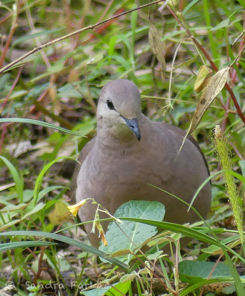 Large-tailed Dove - ML629811848