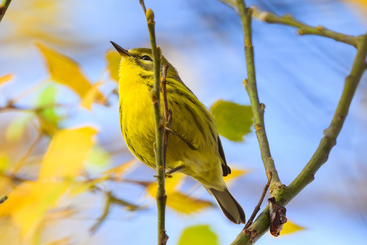 Prairie Warbler - ML629811898