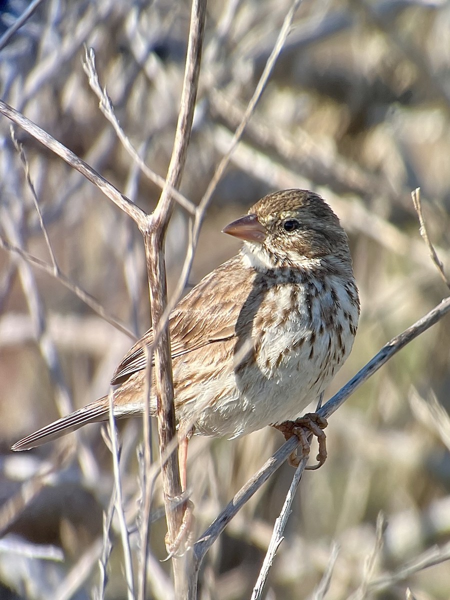 strnadec luční (ssp. rostratus/atratus) - ML629812033