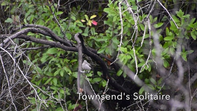 Townsend's Solitaire - ML629812038