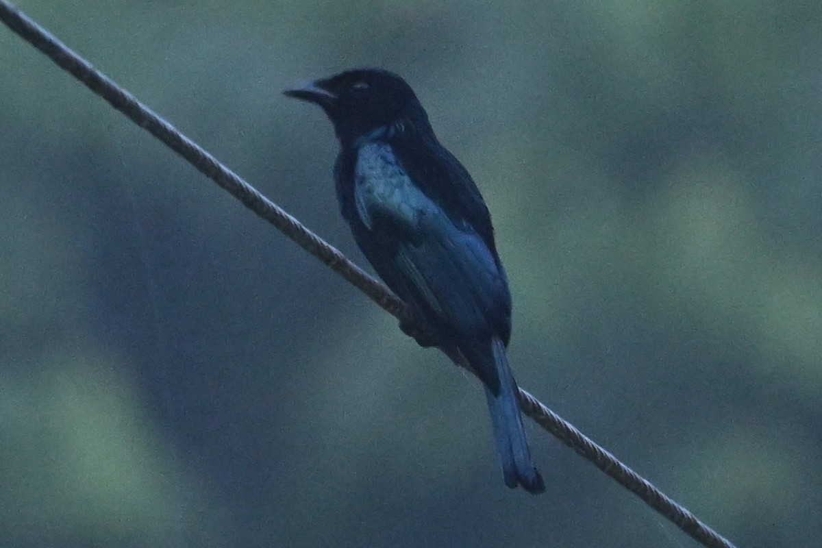 Short-tailed Drongo - ML629812154