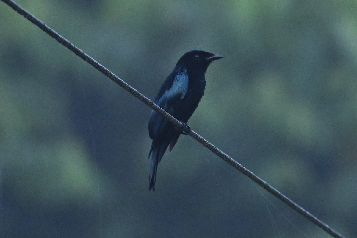 Short-tailed Drongo - ML629812157