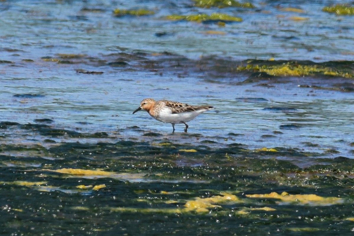 Red-necked Stint - Mike Charest