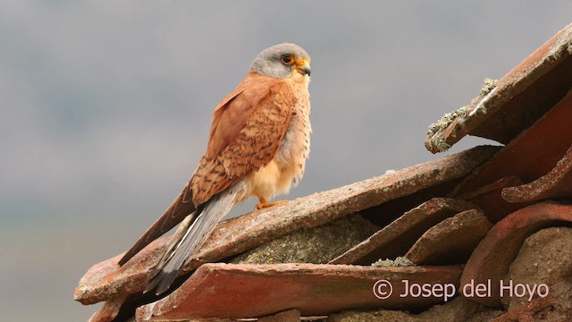 Lesser Kestrel - ML629812572