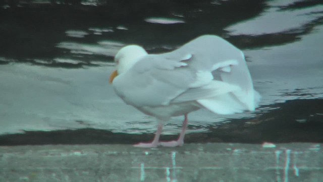 Glaucous Gull - ML629812688