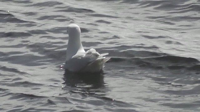 Glaucous Gull - ML629812690