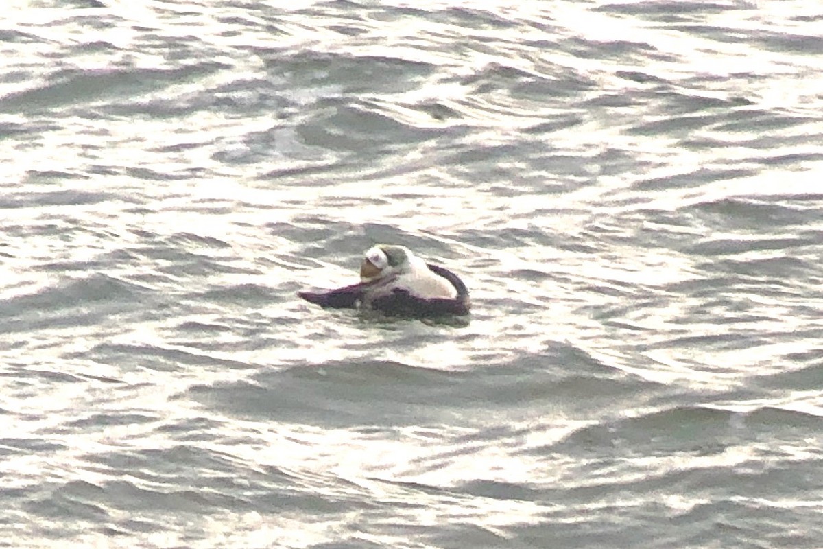 אדרית ממושקפת - ML629812776