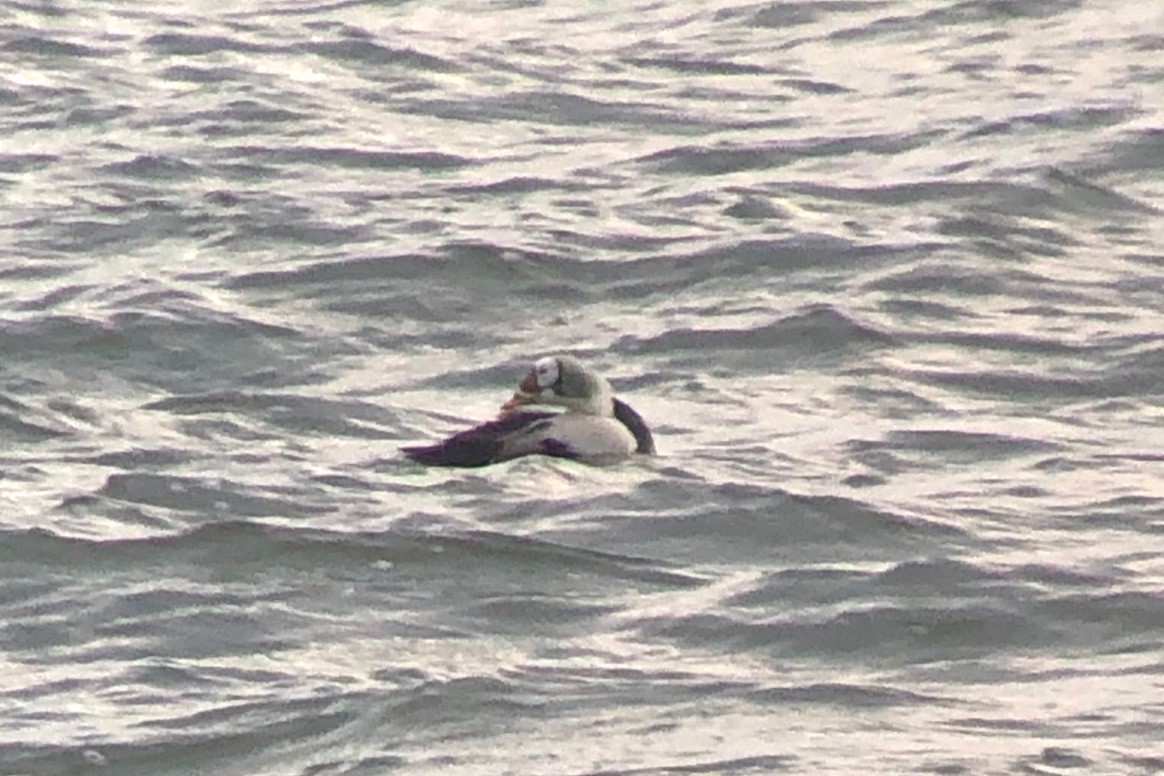 אדרית ממושקפת - ML629812790